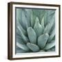 Agave Plant-Micha Pawlitzki-Framed Giclee Print