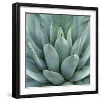 Agave Plant-Micha Pawlitzki-Framed Giclee Print