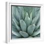 Agave Plant-Micha Pawlitzki-Framed Giclee Print