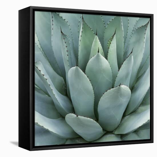 Agave Plant-Micha Pawlitzki-Framed Stretched Canvas