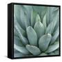 Agave Plant-Micha Pawlitzki-Framed Stretched Canvas