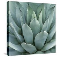 Agave Plant-Micha Pawlitzki-Stretched Canvas