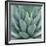 Agave Plant-Micha Pawlitzki-Framed Giclee Print