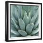 Agave Plant-Micha Pawlitzki-Framed Giclee Print