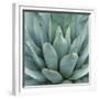 Agave Plant-Micha Pawlitzki-Framed Giclee Print