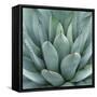 Agave Plant-Micha Pawlitzki-Framed Stretched Canvas