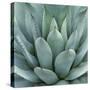 Agave Plant-Micha Pawlitzki-Stretched Canvas