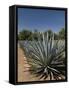 Agave Plants from Which Tequila Is Made, Hacienda San Jose Del Refugio, Amatitan, Jalisco-Richard Maschmeyer-Framed Stretched Canvas