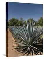 Agave Plants from Which Tequila Is Made, Hacienda San Jose Del Refugio, Amatitan, Jalisco-Richard Maschmeyer-Stretched Canvas