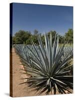 Agave Plants from Which Tequila Is Made, Hacienda San Jose Del Refugio, Amatitan, Jalisco-Richard Maschmeyer-Stretched Canvas