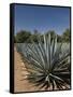 Agave Plants from Which Tequila Is Made, Hacienda San Jose Del Refugio, Amatitan, Jalisco-Richard Maschmeyer-Framed Stretched Canvas