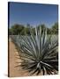 Agave Plants from Which Tequila Is Made, Hacienda San Jose Del Refugio, Amatitan, Jalisco-Richard Maschmeyer-Stretched Canvas