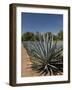 Agave Plants from Which Tequila Is Made, Hacienda San Jose Del Refugio, Amatitan, Jalisco-Richard Maschmeyer-Framed Photographic Print