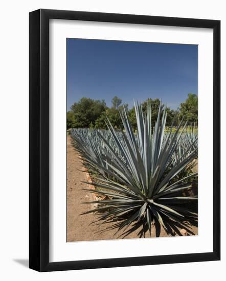 Agave Plants from Which Tequila Is Made, Hacienda San Jose Del Refugio, Amatitan, Jalisco-Richard Maschmeyer-Framed Photographic Print