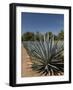 Agave Plants from Which Tequila Is Made, Hacienda San Jose Del Refugio, Amatitan, Jalisco-Richard Maschmeyer-Framed Photographic Print