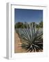 Agave Plants from Which Tequila Is Made, Hacienda San Jose Del Refugio, Amatitan, Jalisco-Richard Maschmeyer-Framed Photographic Print