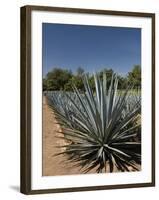Agave Plants from Which Tequila Is Made, Hacienda San Jose Del Refugio, Amatitan, Jalisco-Richard Maschmeyer-Framed Photographic Print