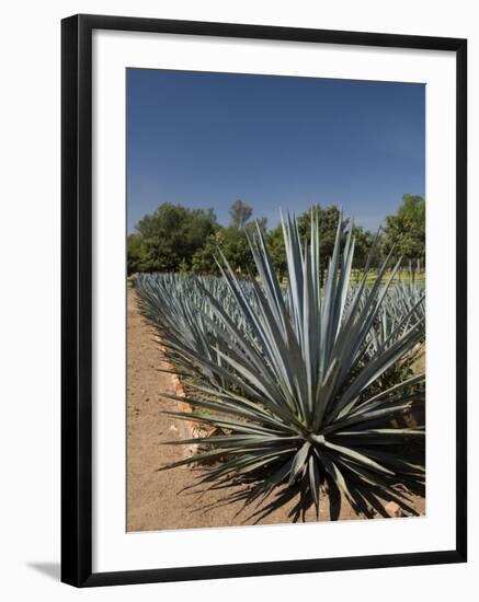 Agave Plants from Which Tequila Is Made, Hacienda San Jose Del Refugio, Amatitan, Jalisco-Richard Maschmeyer-Framed Photographic Print