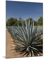 Agave Plants from Which Tequila Is Made, Hacienda San Jose Del Refugio, Amatitan, Jalisco-Richard Maschmeyer-Mounted Photographic Print