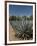 Agave Plants from Which Tequila Is Made, Hacienda San Jose Del Refugio, Amatitan, Jalisco-Richard Maschmeyer-Framed Photographic Print