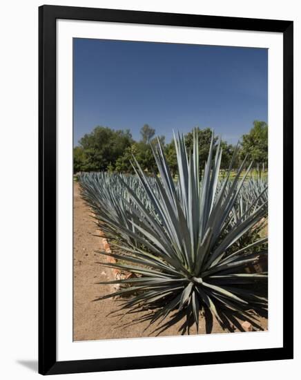 Agave Plants from Which Tequila Is Made, Hacienda San Jose Del Refugio, Amatitan, Jalisco-Richard Maschmeyer-Framed Photographic Print