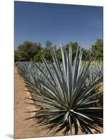 Agave Plants from Which Tequila Is Made, Hacienda San Jose Del Refugio, Amatitan, Jalisco-Richard Maschmeyer-Mounted Photographic Print