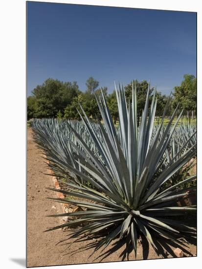 Agave Plants from Which Tequila Is Made, Hacienda San Jose Del Refugio, Amatitan, Jalisco-Richard Maschmeyer-Mounted Photographic Print