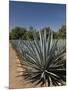 Agave Plants from Which Tequila Is Made, Hacienda San Jose Del Refugio, Amatitan, Jalisco-Richard Maschmeyer-Mounted Photographic Print