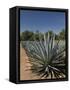 Agave Plants from Which Tequila Is Made, Hacienda San Jose Del Refugio, Amatitan, Jalisco-Richard Maschmeyer-Framed Stretched Canvas