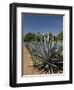 Agave Plants from Which Tequila Is Made, Hacienda San Jose Del Refugio, Amatitan, Jalisco-Richard Maschmeyer-Framed Photographic Print