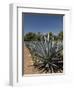 Agave Plants from Which Tequila Is Made, Hacienda San Jose Del Refugio, Amatitan, Jalisco-Richard Maschmeyer-Framed Photographic Print