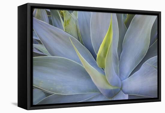 Agave Plants on the Island of Maui-Terry Eggers-Framed Stretched Canvas