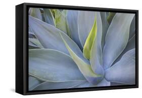 Agave Plants on the Island of Maui-Terry Eggers-Framed Stretched Canvas