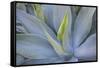 Agave Plants on the Island of Maui-Terry Eggers-Framed Stretched Canvas