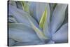 Agave Plants on the Island of Maui-Terry Eggers-Stretched Canvas