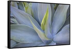Agave Plants on the Island of Maui-Terry Eggers-Framed Stretched Canvas