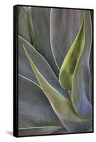 Agave Plants on the Island of Maui-Terry Eggers-Framed Stretched Canvas