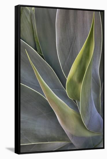 Agave Plants on the Island of Maui-Terry Eggers-Framed Stretched Canvas