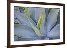 Agave Plants on the Island of Maui-Terry Eggers-Framed Photographic Print