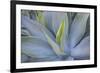 Agave Plants on the Island of Maui-Terry Eggers-Framed Photographic Print