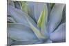 Agave Plants on the Island of Maui-Terry Eggers-Mounted Photographic Print