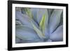 Agave Plants on the Island of Maui-Terry Eggers-Framed Photographic Print