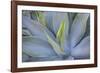 Agave Plants on the Island of Maui-Terry Eggers-Framed Photographic Print