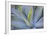 Agave Plants on the Island of Maui-Terry Eggers-Framed Photographic Print