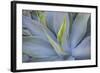 Agave Plants on the Island of Maui-Terry Eggers-Framed Photographic Print