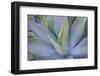 Agave Plants on the Island of Maui-Terry Eggers-Framed Photographic Print