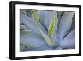 Agave Plants on the Island of Maui-Terry Eggers-Framed Photographic Print