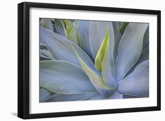 Agave Plants on the Island of Maui-Terry Eggers-Framed Photographic Print