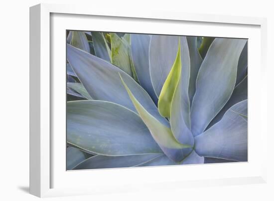 Agave Plants on the Island of Maui-Terry Eggers-Framed Photographic Print