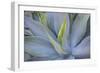 Agave Plants on the Island of Maui-Terry Eggers-Framed Photographic Print